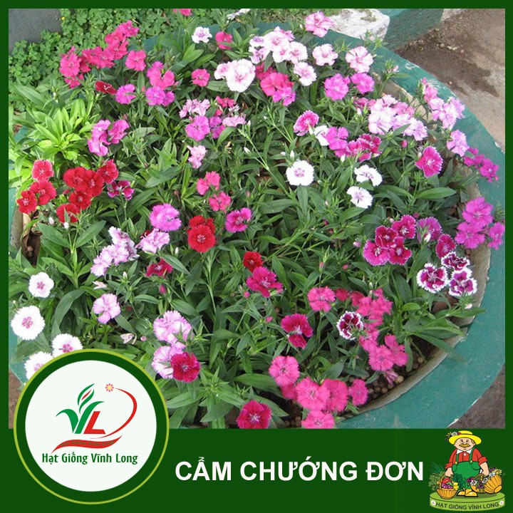 Hạt giống hoa Cẩm chướng đơn RĐ 871 - 0,1g