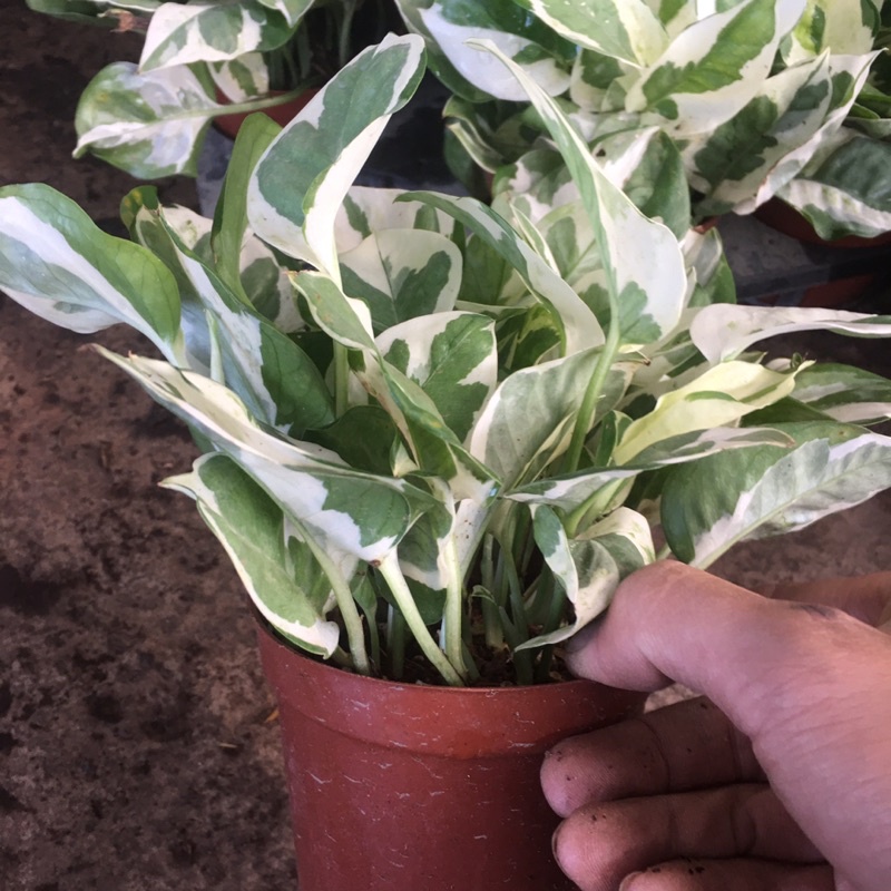 Cây Trầu Bà Cẩm Thạch Mini kèm chậu sứ Để Bàn,Trang Trí Phòng,Bàn Làm Việc