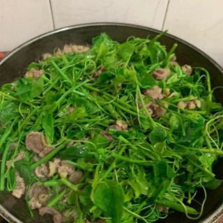 Com bo 10 cây giống bo khai