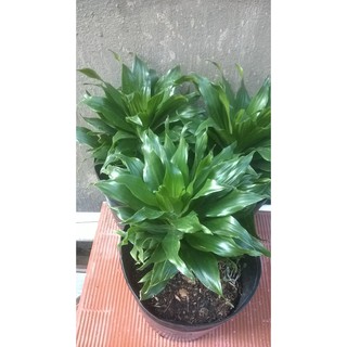 Cây phát tài nhật