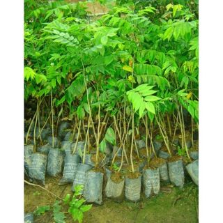 COMBO 3 CÂY SƯA ĐỎ CAO 60CM