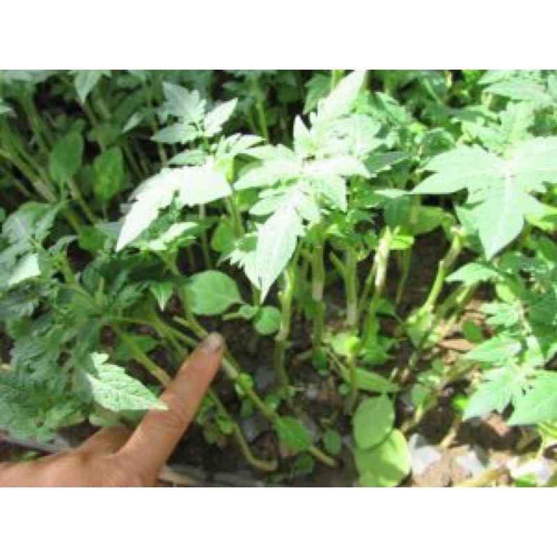 GIUN GHÉP CHUYÊN DÙNG GHÉP CÂY GIỐNG CÀ CHUA 100gr