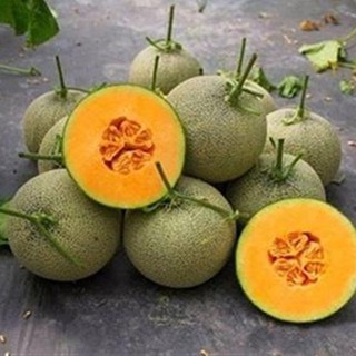 Hạt Giống Dưa Lưới