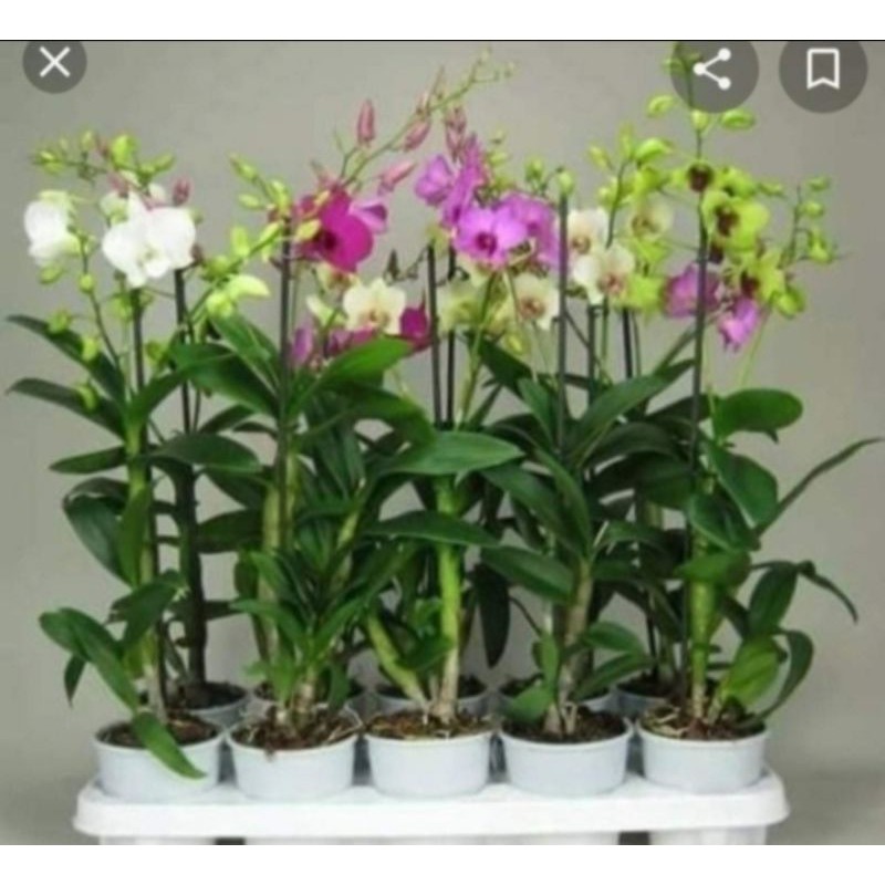 Cây giống lan dendro hoa quanh năm cây tơ 150k/10khóm