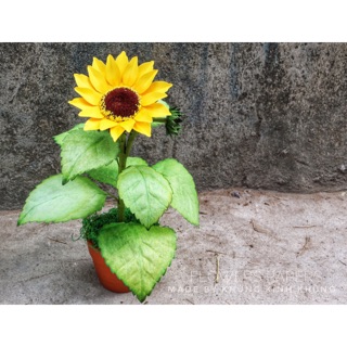 Combo nhuỵ hoa hướng dương