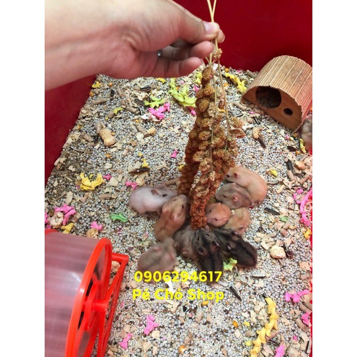 Kê chùm nguyên sợi cho hamster,sóc