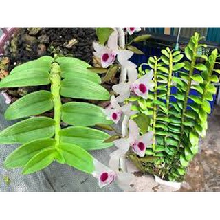 Chậu phi điệp 5ct cánh trắng phú thọ