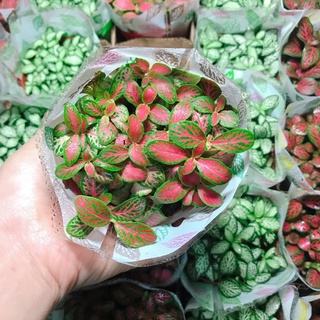 Lá may mắn - Lá Cẩm nhungi