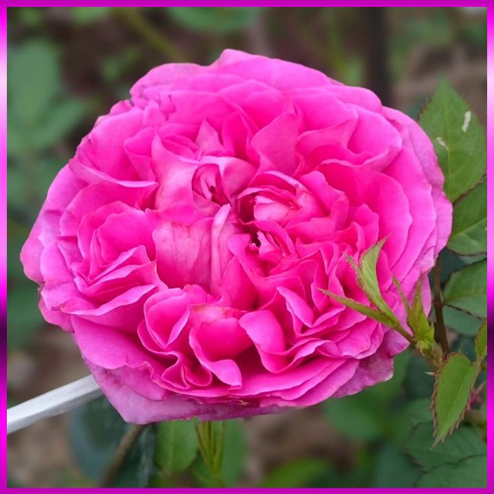 Hoa Hồng Lafont Rose