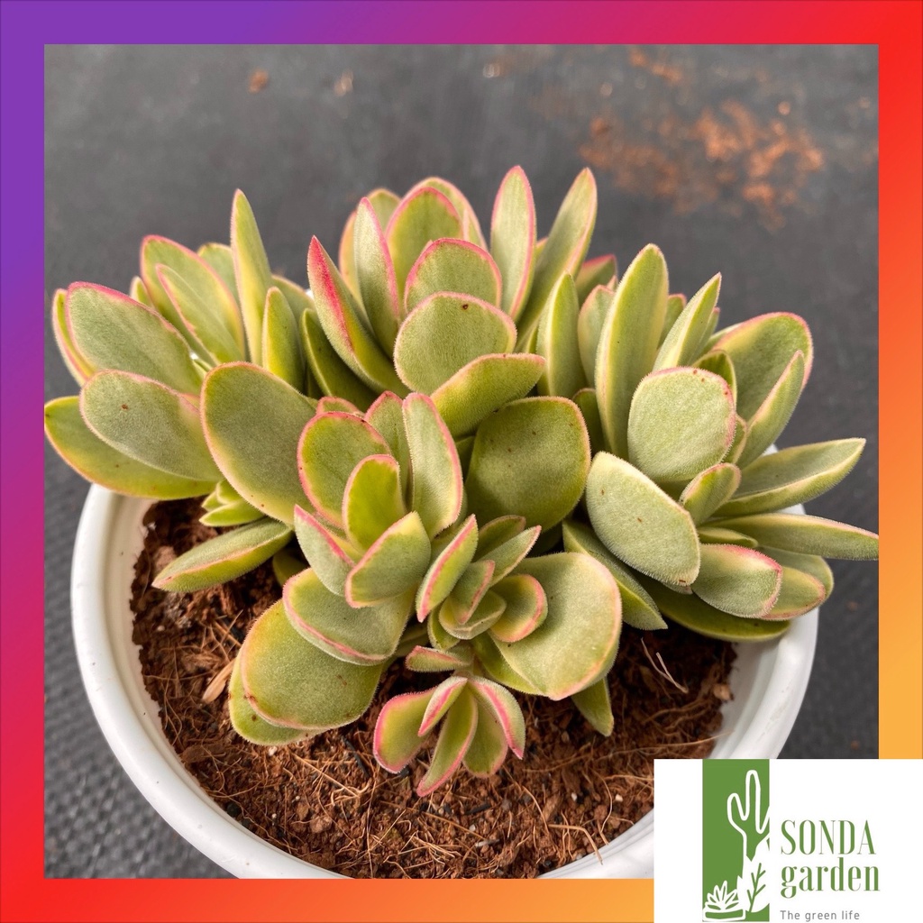 Sen đá bướm var mini SONDA GARDEN size trung bình 10-12cm, cây cảnh trang trí nhà cửa, lỗi 1 đổi 1