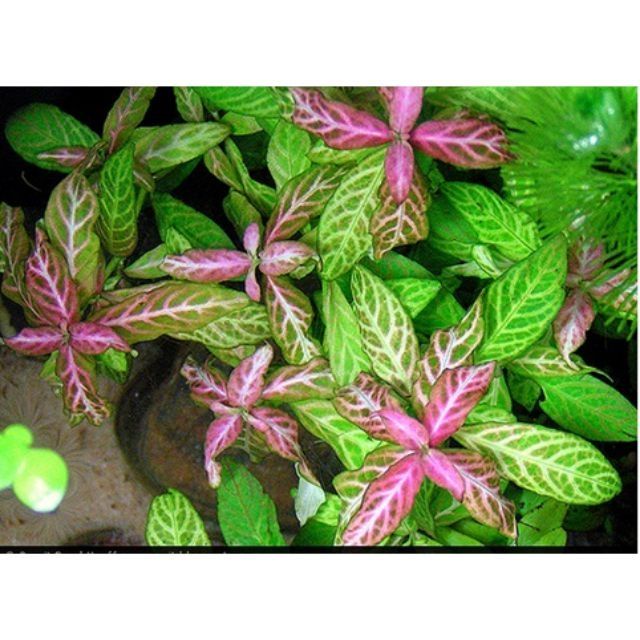 Cây Sunset - Cây cắt Cắm - Cây thủy sinh trung cảnh và hậu cảnh- cây thuỷ sinh dễ trồng không cần CO2