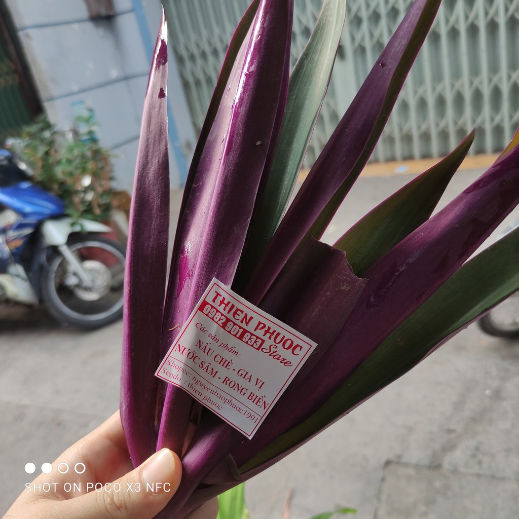 Sâm mía lau (thảo mộc tươi) các nguyên liệu tự chọn đồng giá 5k