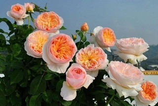 Combo 3 hoa hồng juliet tuyệt đẹp +Tặng 02 cây nhót ngọt