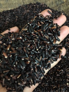 Trà gạo lứt đỏ gói 500g