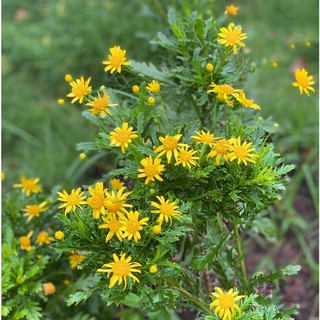 Cây hoa cúc thân gỗ LAFA GARDEN hoa màu vàng cây trồng lâu năm tạo cảnh quan sân vườn