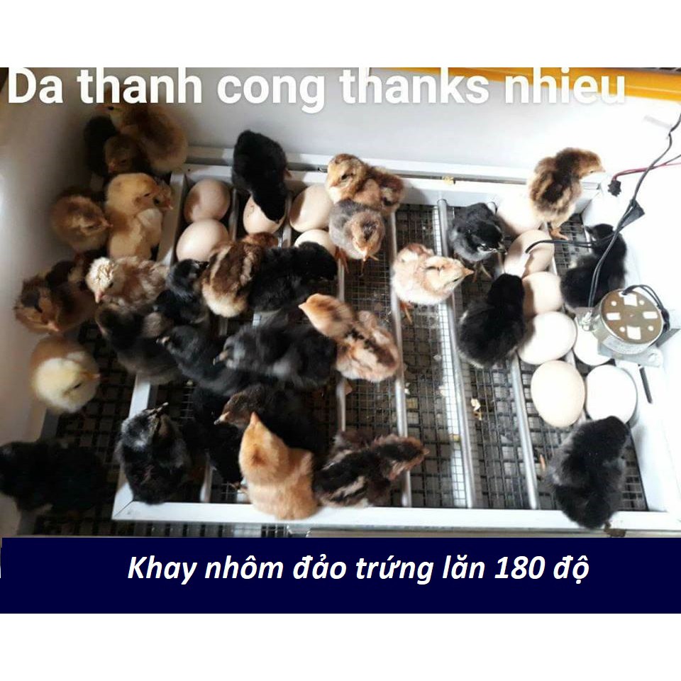 Máy ấp trứng Ánh Dương A100 - Ấp Tối Đa 50 Trứng - Tự Động Hoàn Toàn - Lắp  ráp Sẵn