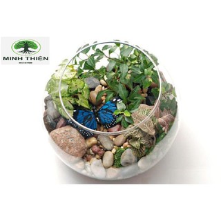 Bể Cá Thủy Tinh Chậu Cây 17cm x 13cm  -  T11