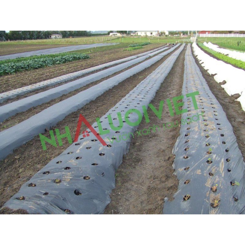 MÀNG PHỦ NÔNG NGHIỆP , PHỦ LUỐNG  NHIỀU KHỔ DÀY 14 MICRO