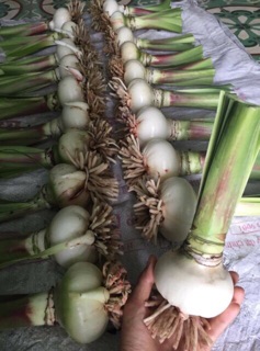 Củ lan huệ ngoại kép (có nhiều màu như hình)