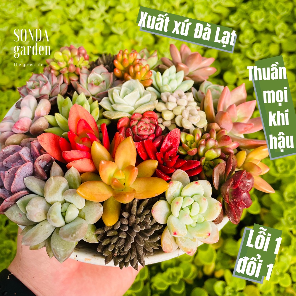 Combo 50 cây sen đá mini SONDAGARDEN đường kính 2,5-4cm, xuất xứ Đà Lạt