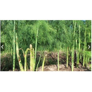 Hạt giống Măng tây xanh siêu nảy mầm