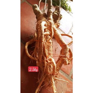 Đinh lăng nếp bắc hàng suôn đẹp