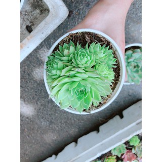 Sen Đá Phật Bà