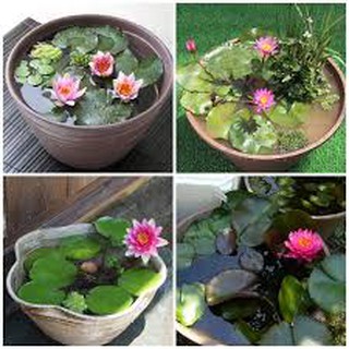 HẠT GIỐNG SÚNG THÁI MINI GÓI 5 HẠT