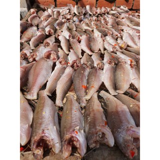 Khô Cá Lù Đù Lớn 1kg ( vị mặn)