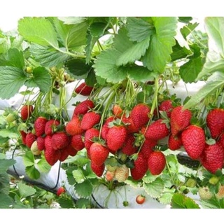 Hạt giống dâu tây đỏ gói 20 hạt
