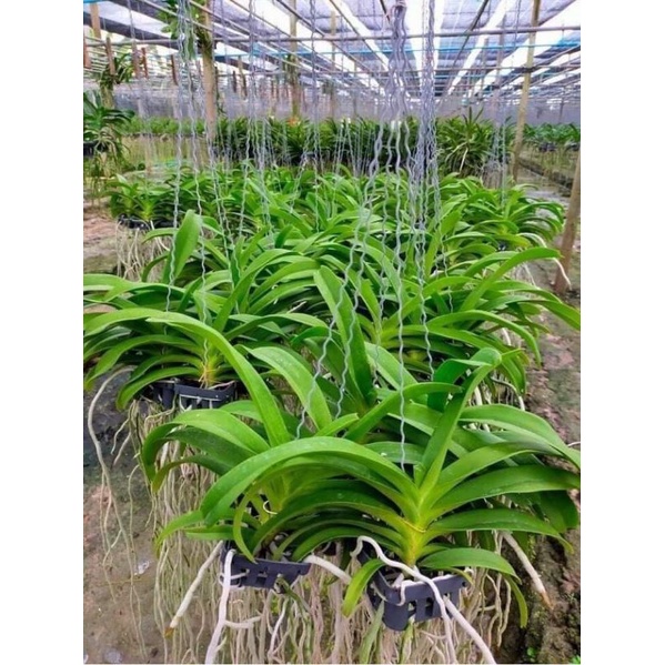 Ngọc điểm lai hoa tím cây trưởng thành sắp hoa