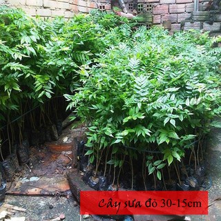 Cây Sưa Đỏ giống cao 30 -35 cm