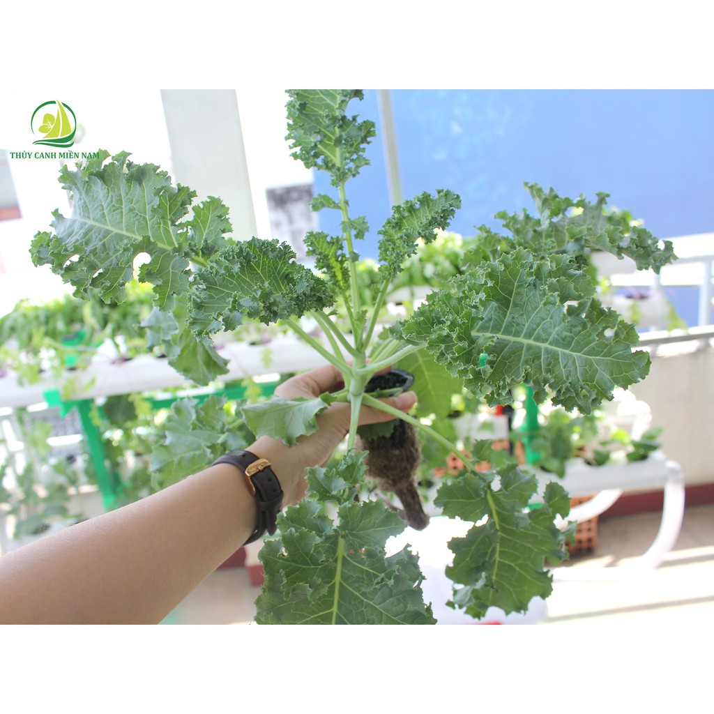 BỘ TRỒNG RAU THUỶ CANH THÔNG MINH TẠI NHÀ - GIÀN SOLE 60 LỖ