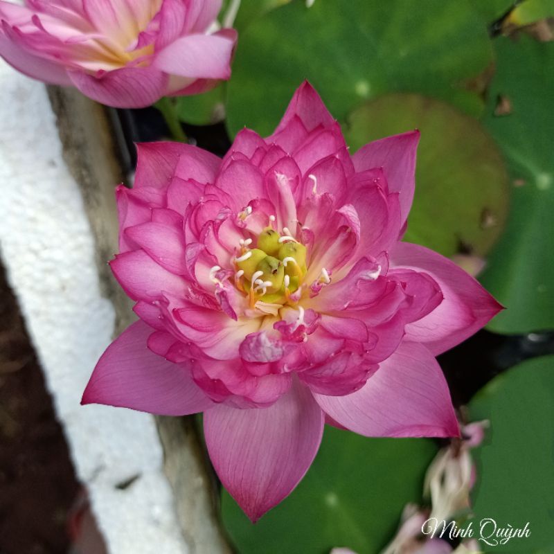 Củ sen mini Super pink