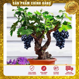 COMBO 02 gói Hạt giống nho pháp quả ngon ngọt năng suất (20 hạt)