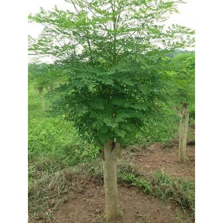 500 gram hạt chùm ngây