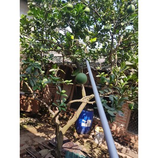 Kéo cắt cành trên cao