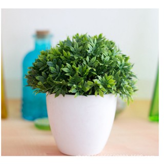 Chậu trắng cây cỏ xanh giả trang trí