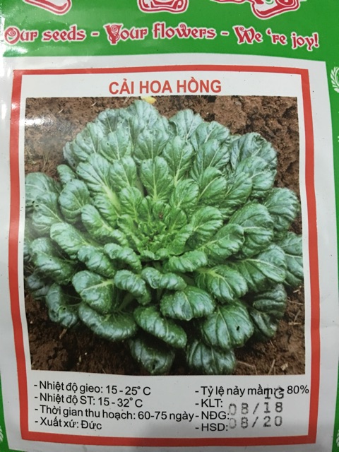 Hạt giống Cải Hoa Hồng