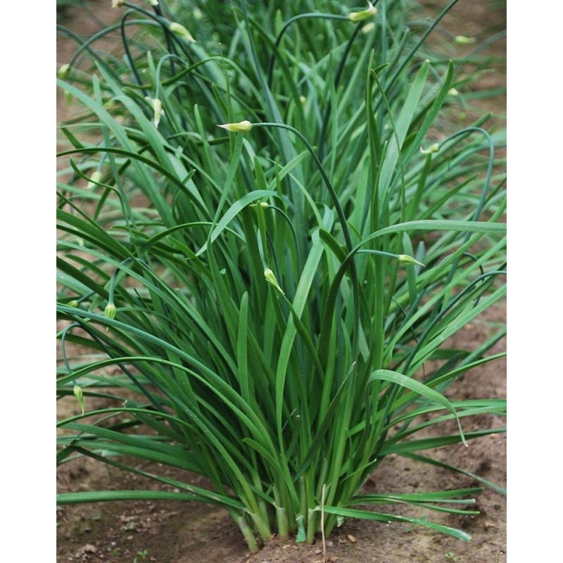 Hạt giống lá hẹ cao sản F1