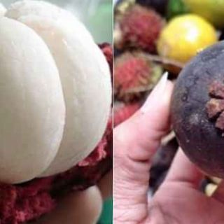 Cây măng cụt