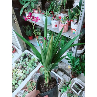 Cây Địa lan, lan đất hay lan chu đinh