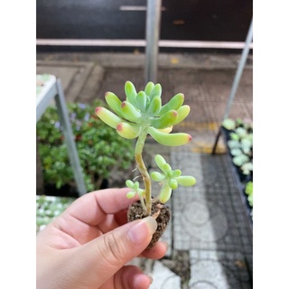 SEN ĐÁ THẠCH MỸ NGỌC ( size 2-4cm)