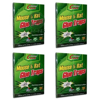 Keo dính chuột siêu dính.