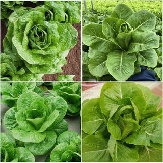 Hạt giống xà lách Romain xanh - 0.2gr