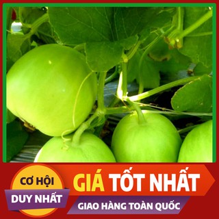 Hạt giống Dưa Lê Siêu Ngọt