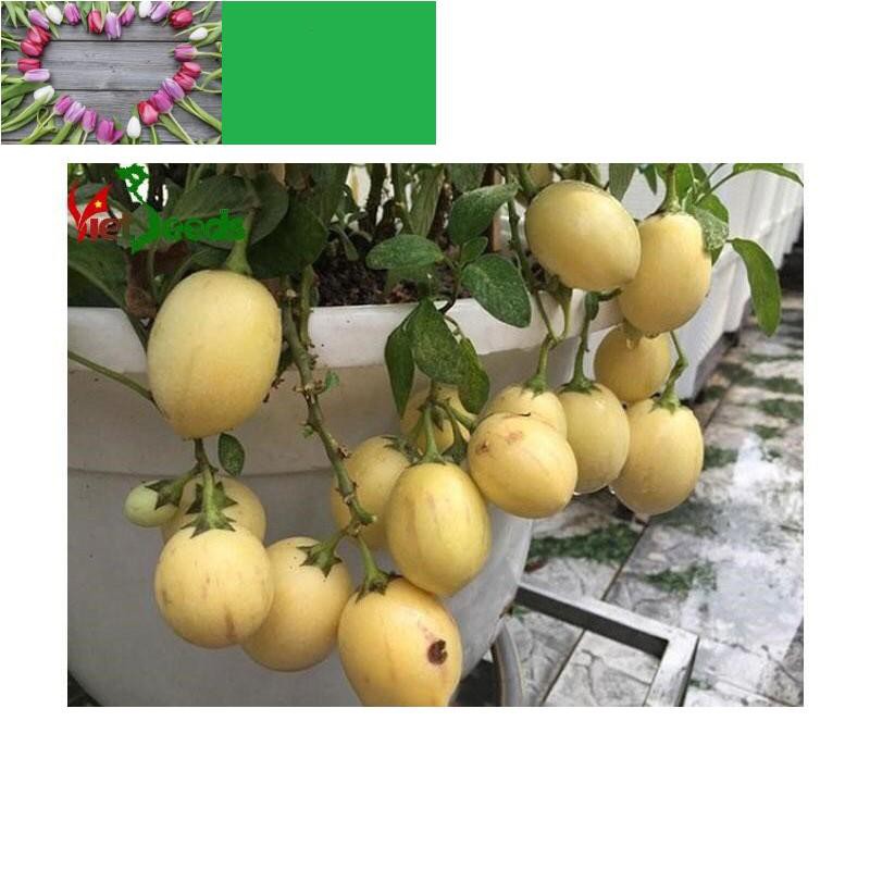 🌟Hạt Giống Dưa PEPINO F1🌟 Hạt Giống Độc Lạ Ăn Siêu Ngon KHUYẾN MẠI 2 TUẦN