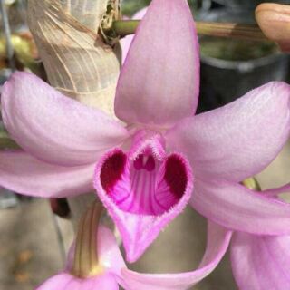 Ki phi điệp — giả hạc nù tam bố