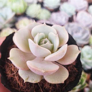 SEN ĐÁ LOLA🌵SIZE6CM🌵SEN ĐÀ LAT🌵THUẤN SỨ NÓNG🌵FREESHIP🌵1 ĐỔI 1