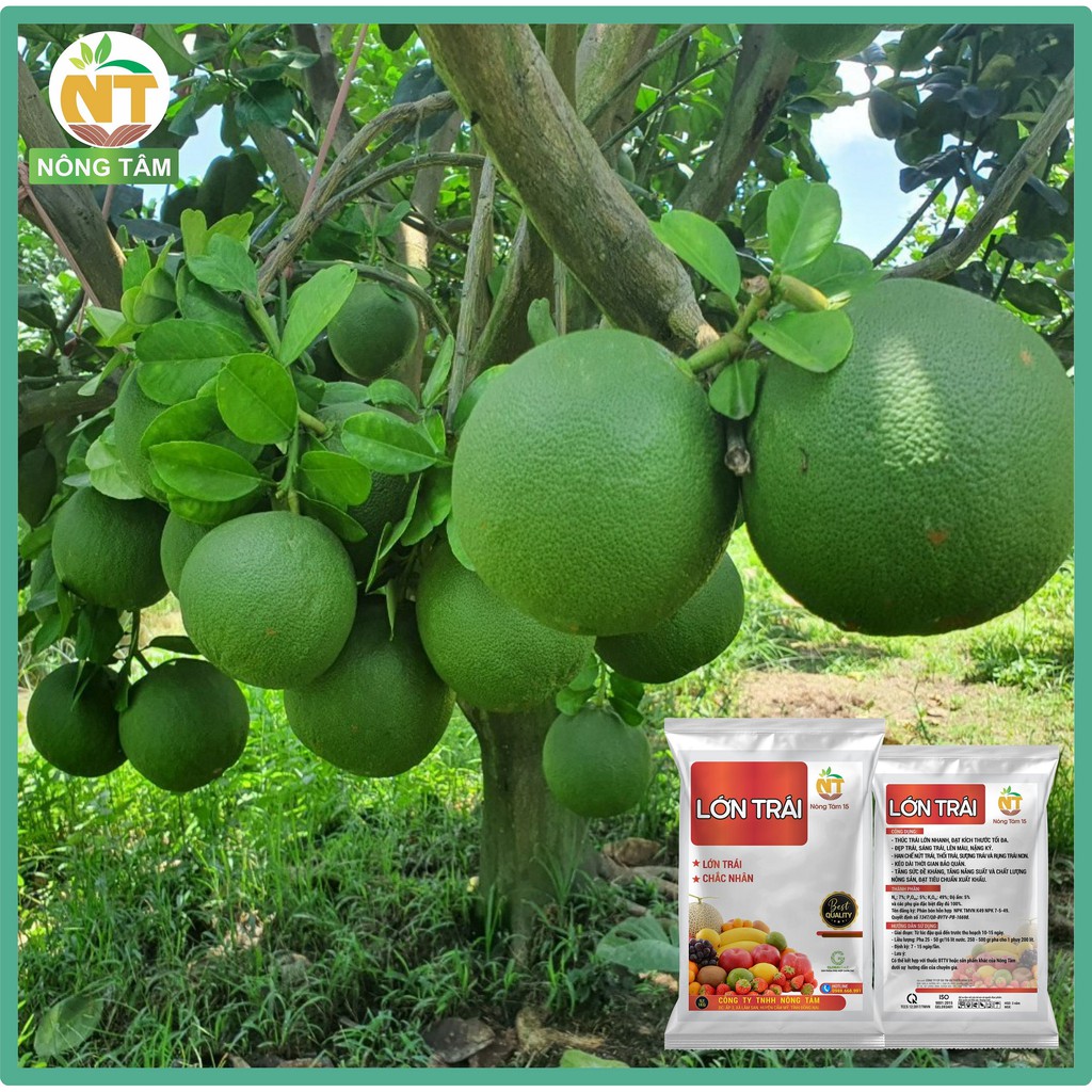 Phân bón siêu lớn trái, dưỡng trái chuyên dùng cho cây ăn trái, gói 1kg